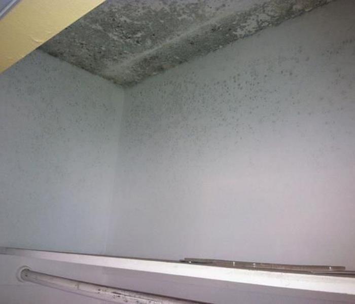 Visible mold on drywall in closet