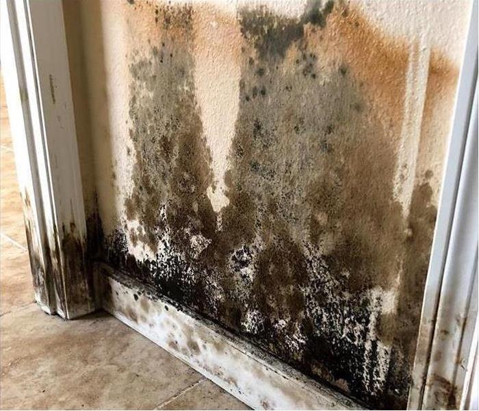 A wall with black mold on it